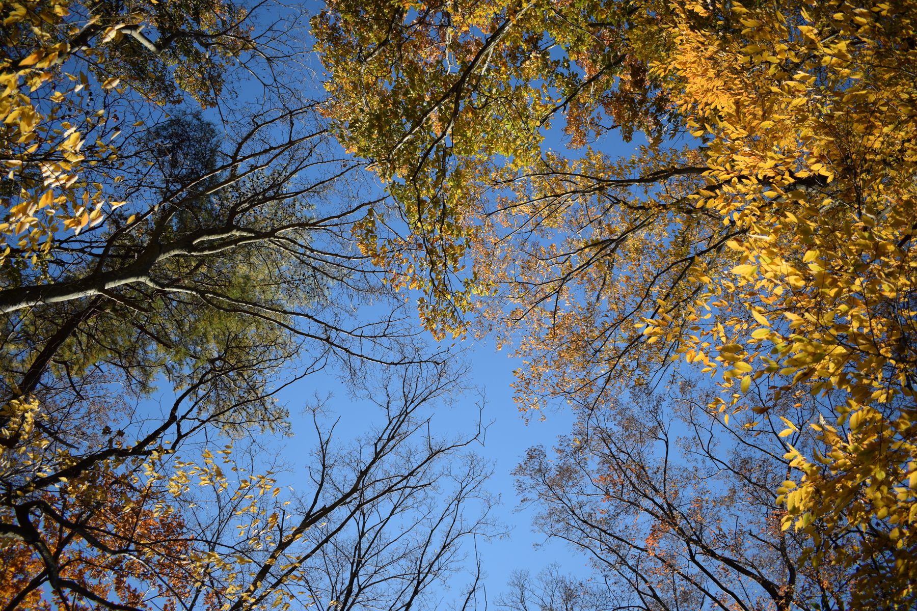 Ashland City in October: River Views and Fall Activities from a Springfield Base