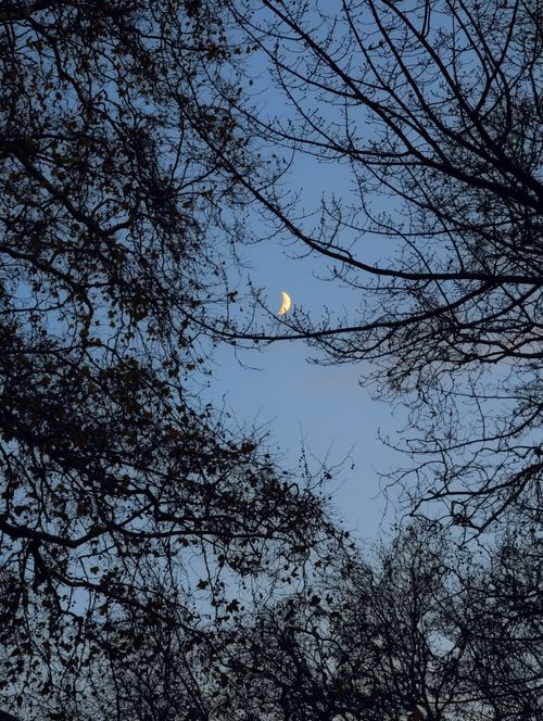 Free A serene crescent moon framed by tree branches during twilight in a London park. Stock Photo