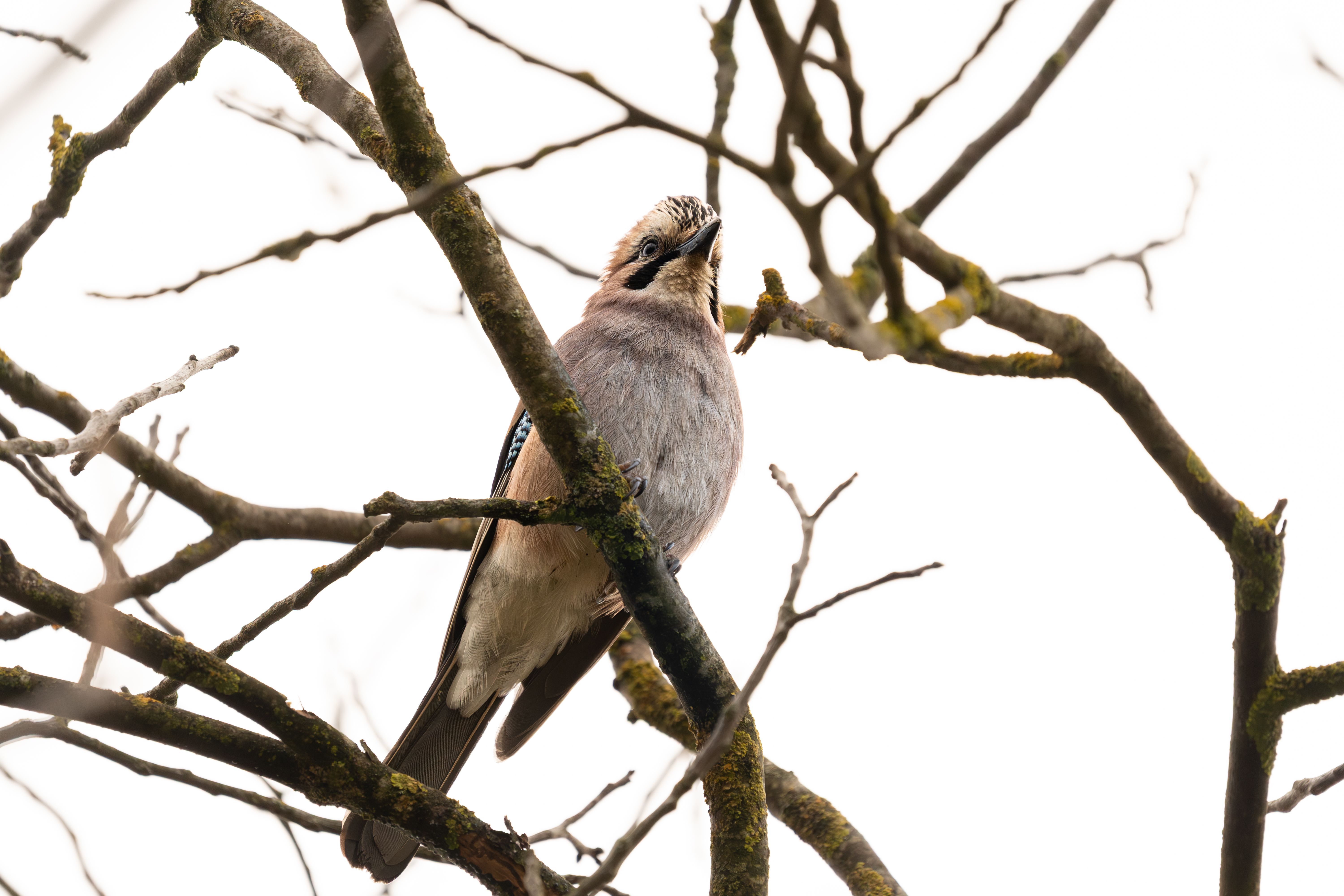Eurasian Jay perched among bare branches against a clear sky.