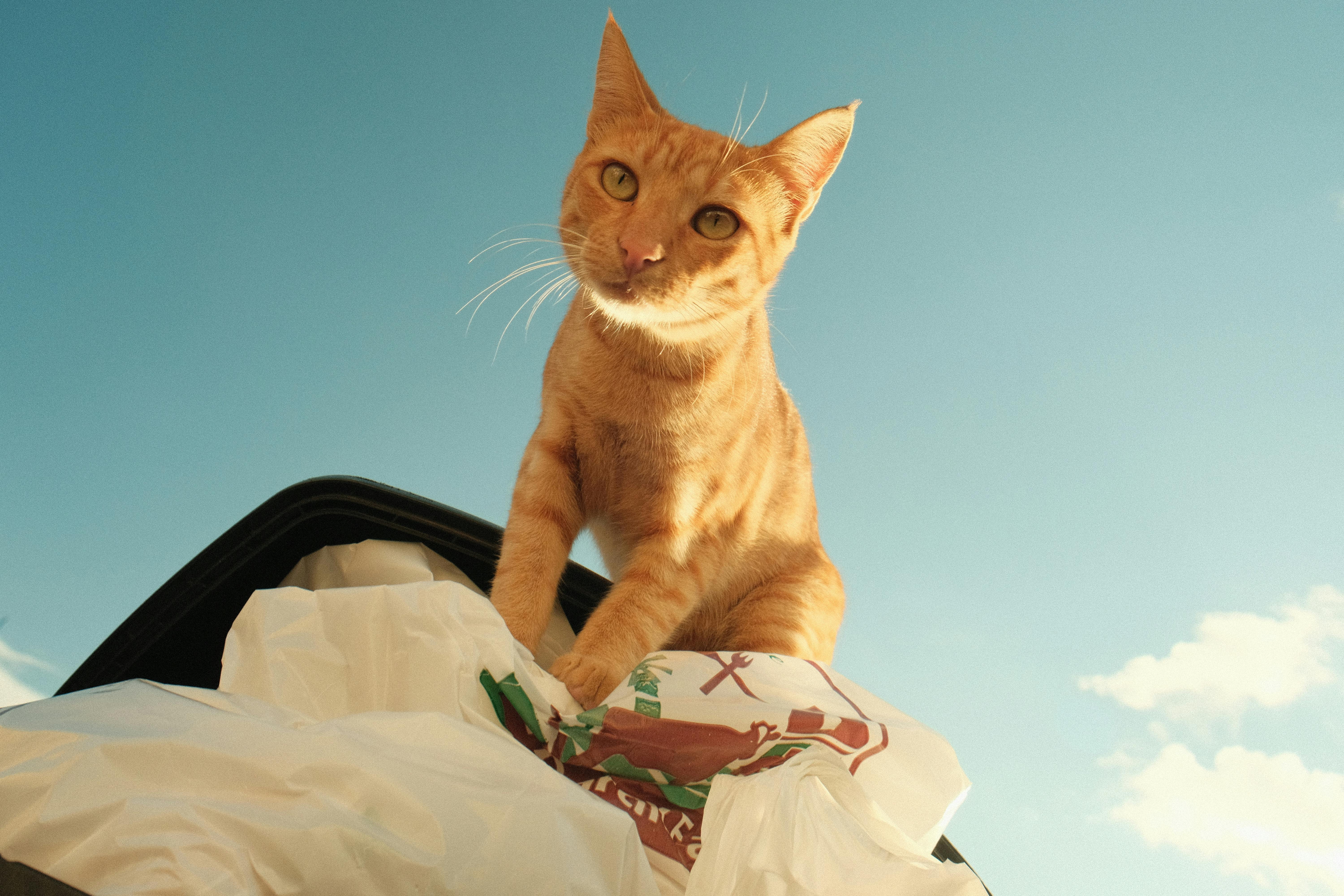 Uncovering Hidden Influences of Environment on Behavior