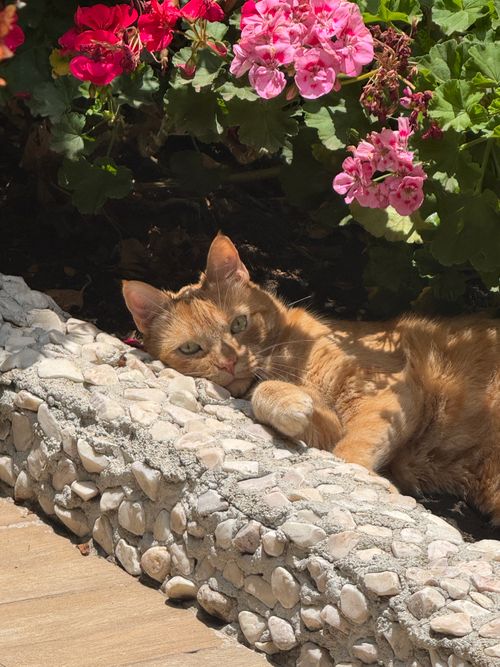Free Charming ginger cat lounging among vibrant geraniums in a sunlit Mexican garden. Stock Photo