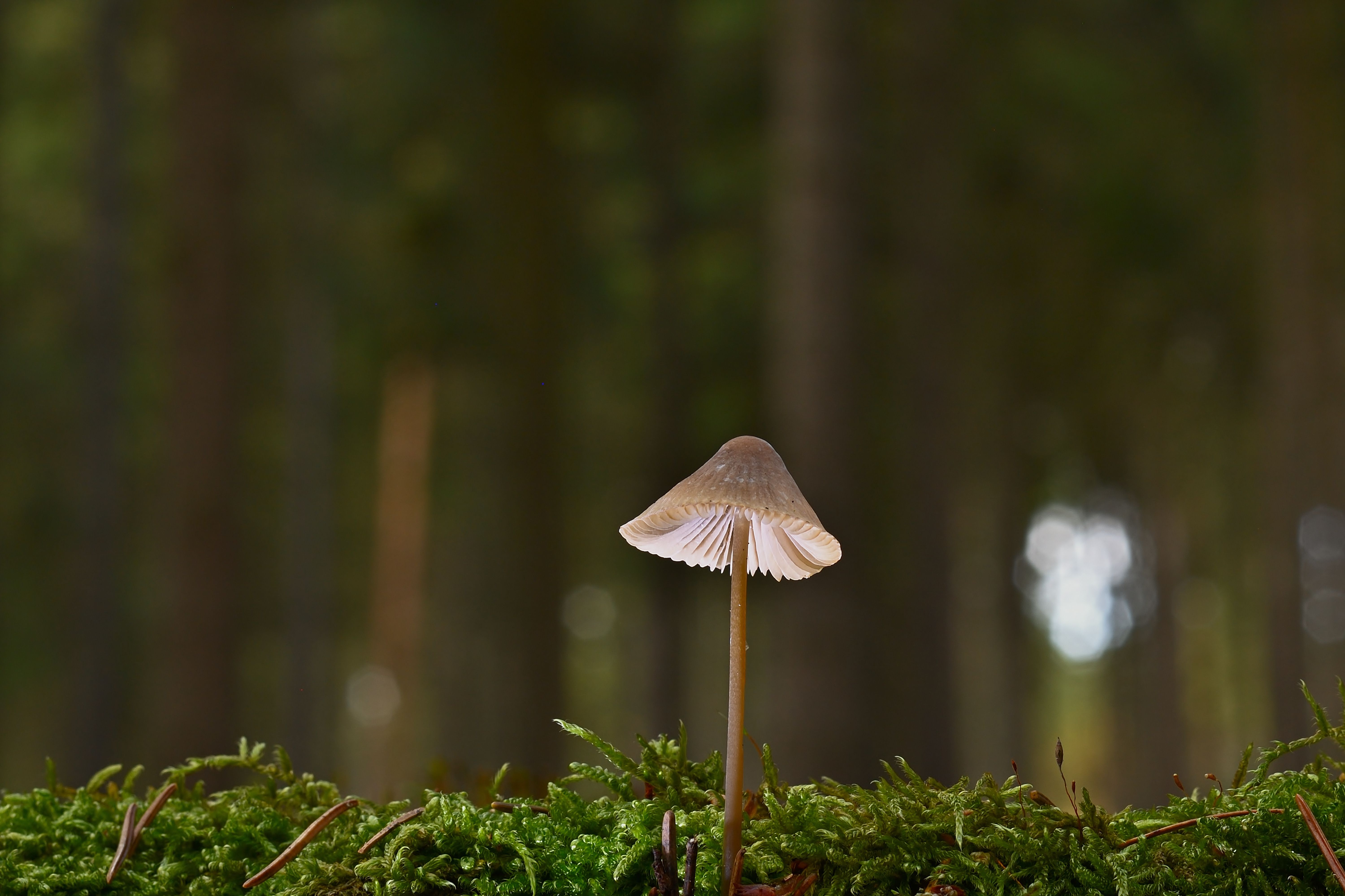 Mushroom Growing on Mossy Forest Floor · Free Stock Photo
