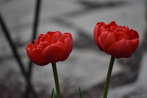 Free stock photo of red tulips Stock Photo