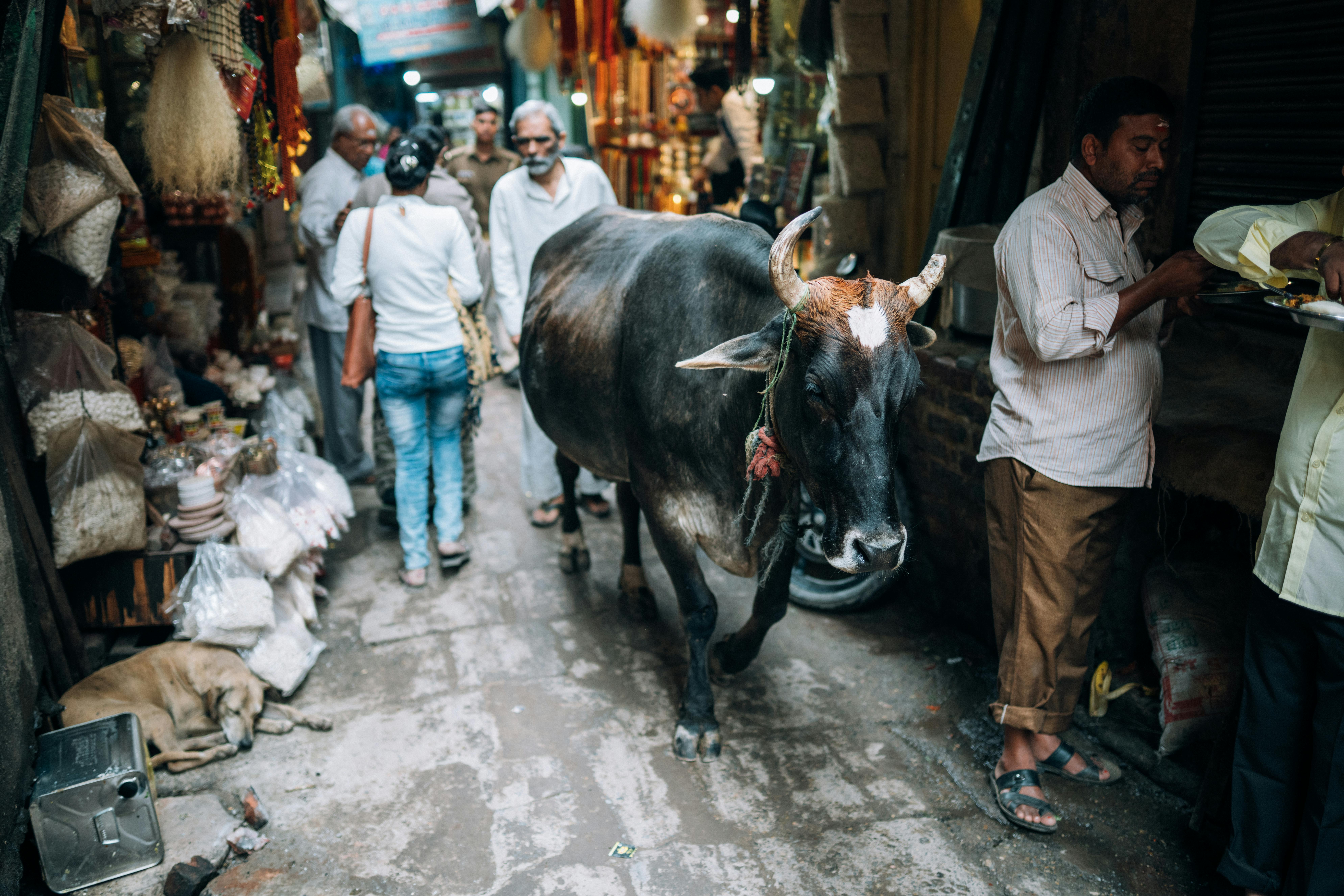 Vibrant street scene in Varanasi, featuring a cow among local vendors and shoppers.