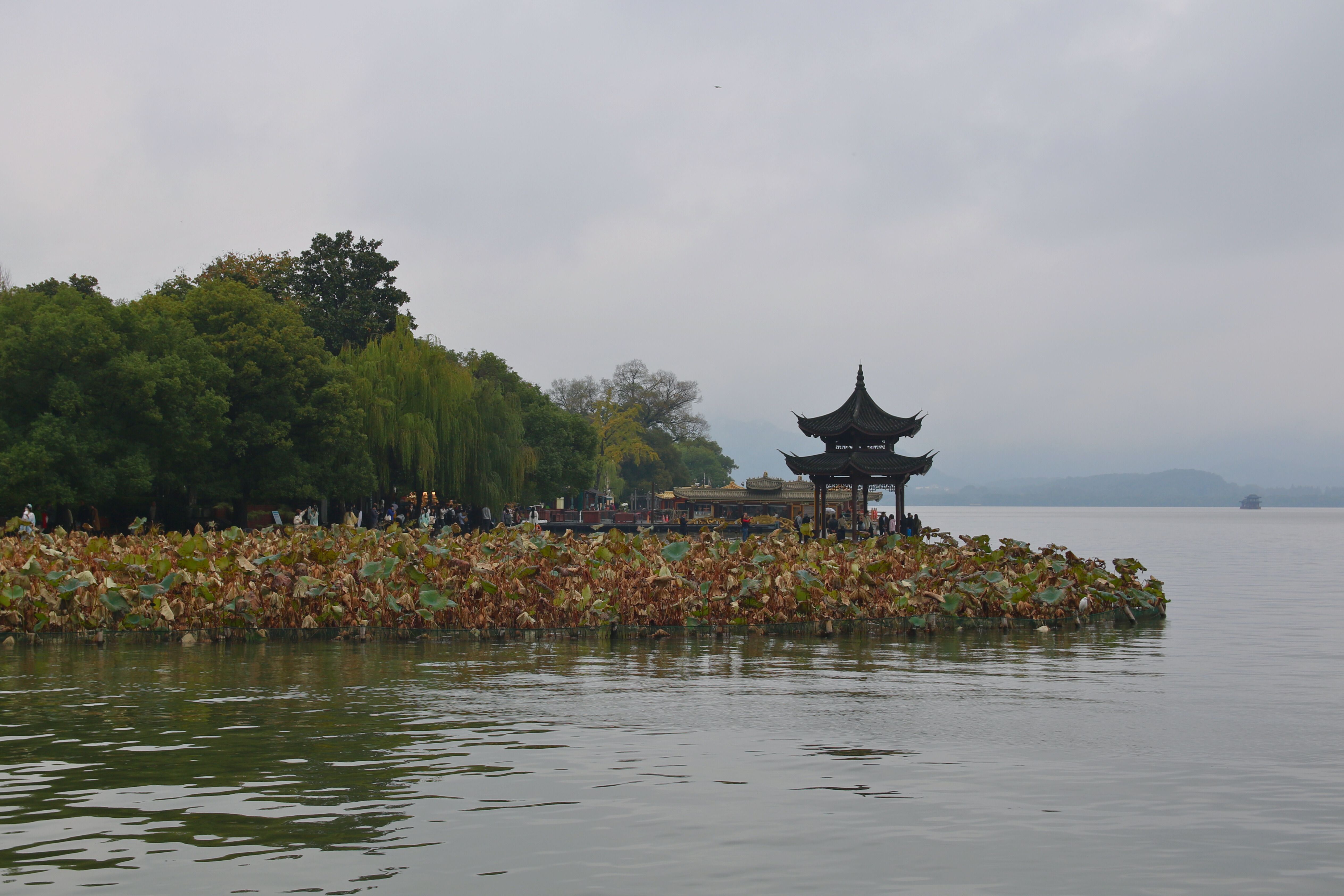 A view of West Lake covered in lotus flowers with a pagoda in the background