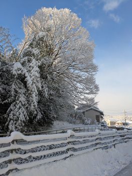 Snowy trees and landscape in Toyooka, Hyogo, Japan on a bright winter day.