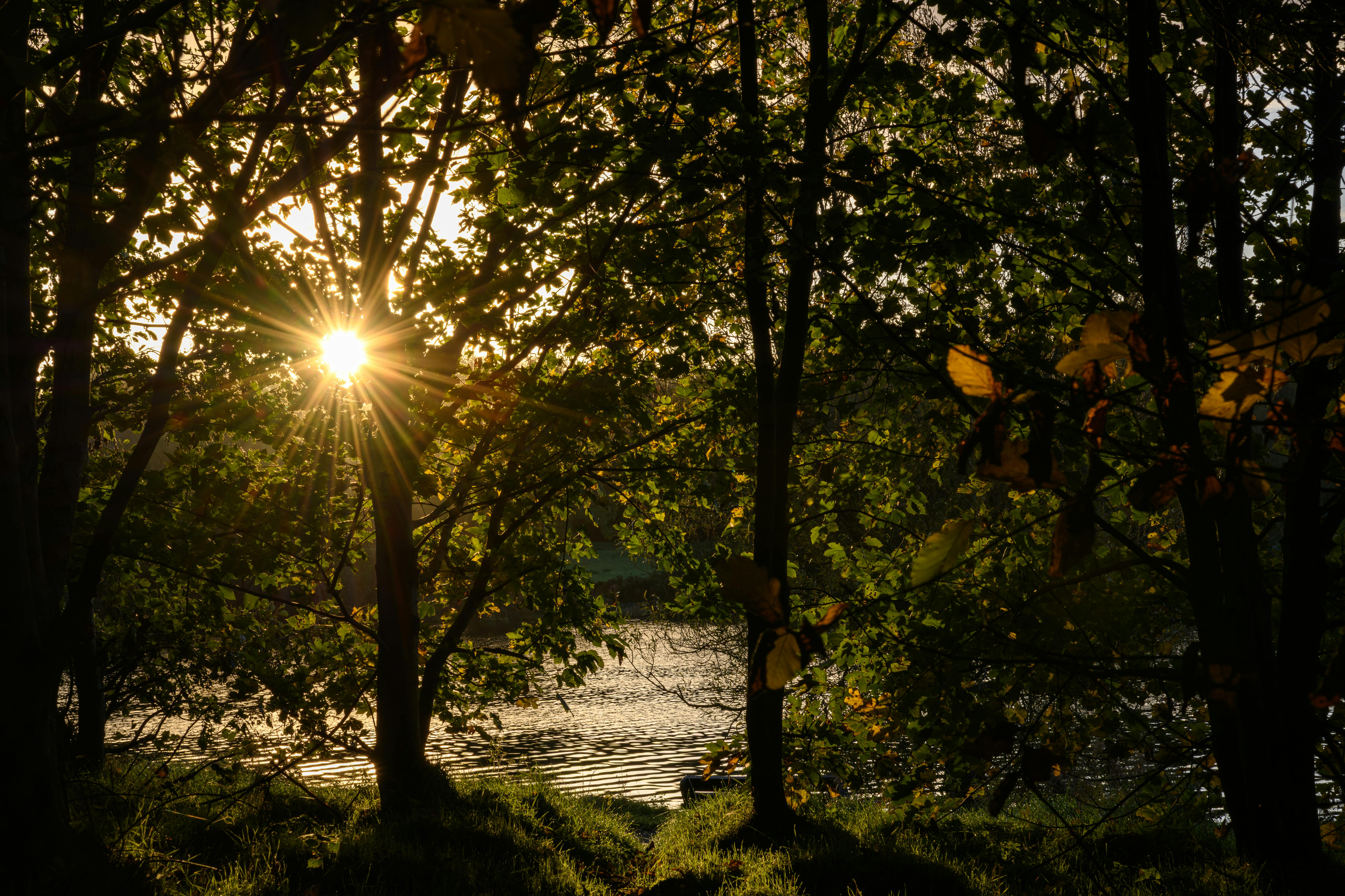 Forest Bathing Experiences: Immerse Yourself in the Healing Power of Nature's Embrace