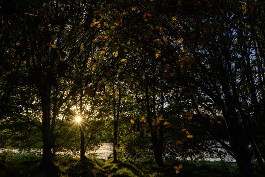 Captivating view of sunlight streaming through trees in Tullygally Park, Northern Ireland.