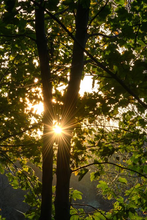 Free Sunlight filtering through trees creates a serene and natural park scene in Northern Ireland. Stock Photo