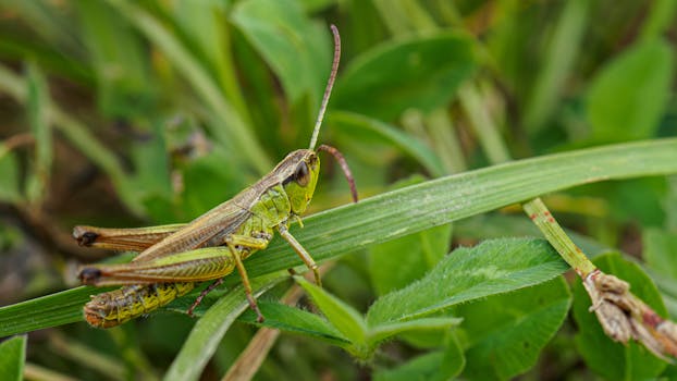 Una macrofotografia dettagliata di una cavalletta appollaiata su una foglia verde, che mette in mostra la complessità della natura.