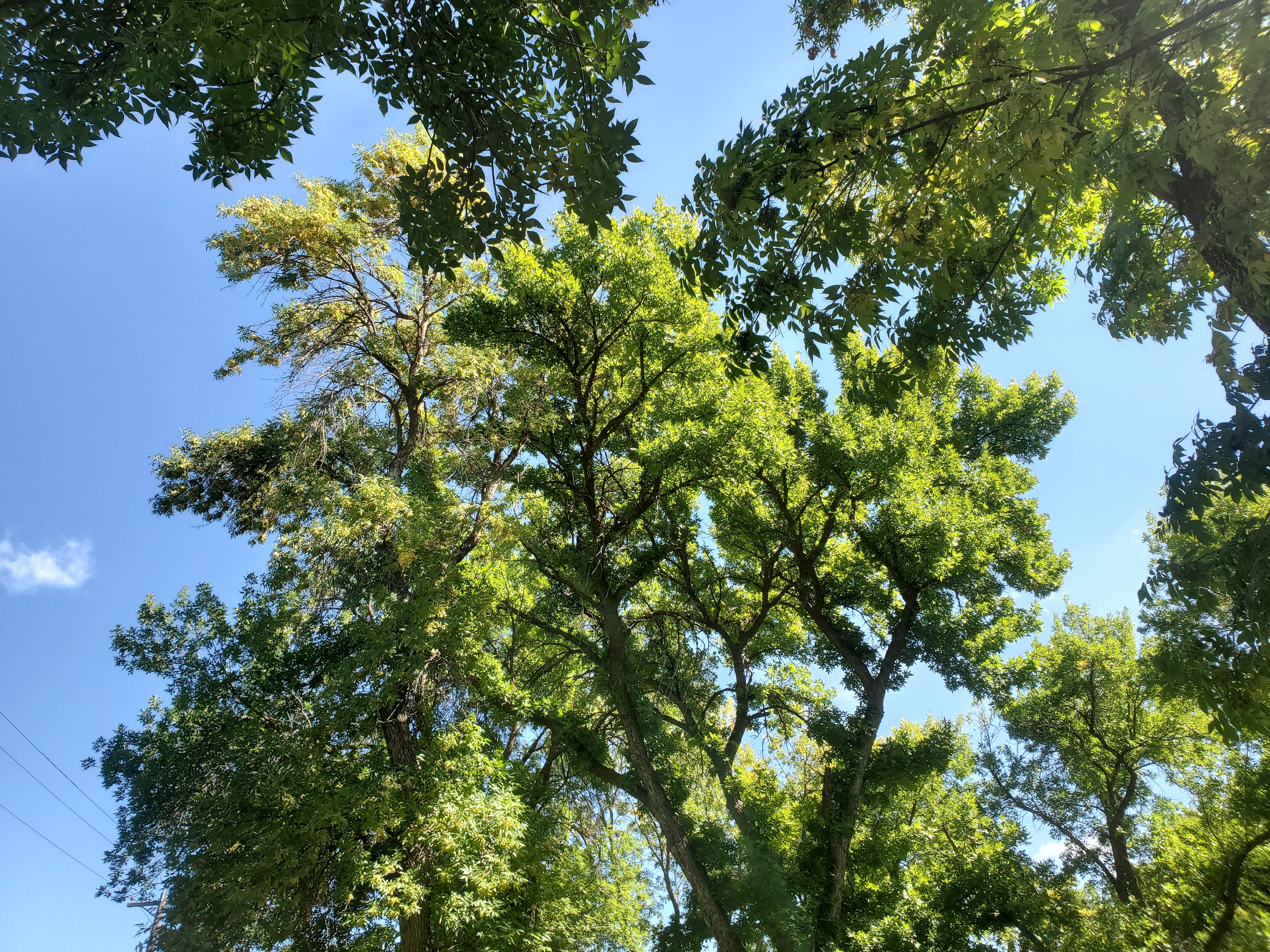 Lush Green Tree Canopy Against Blue Sky · Free Stock Photo