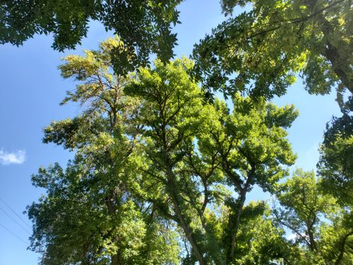 Free Vibrant green leaves create a canopy under a clear blue summer sky. Stock Photo