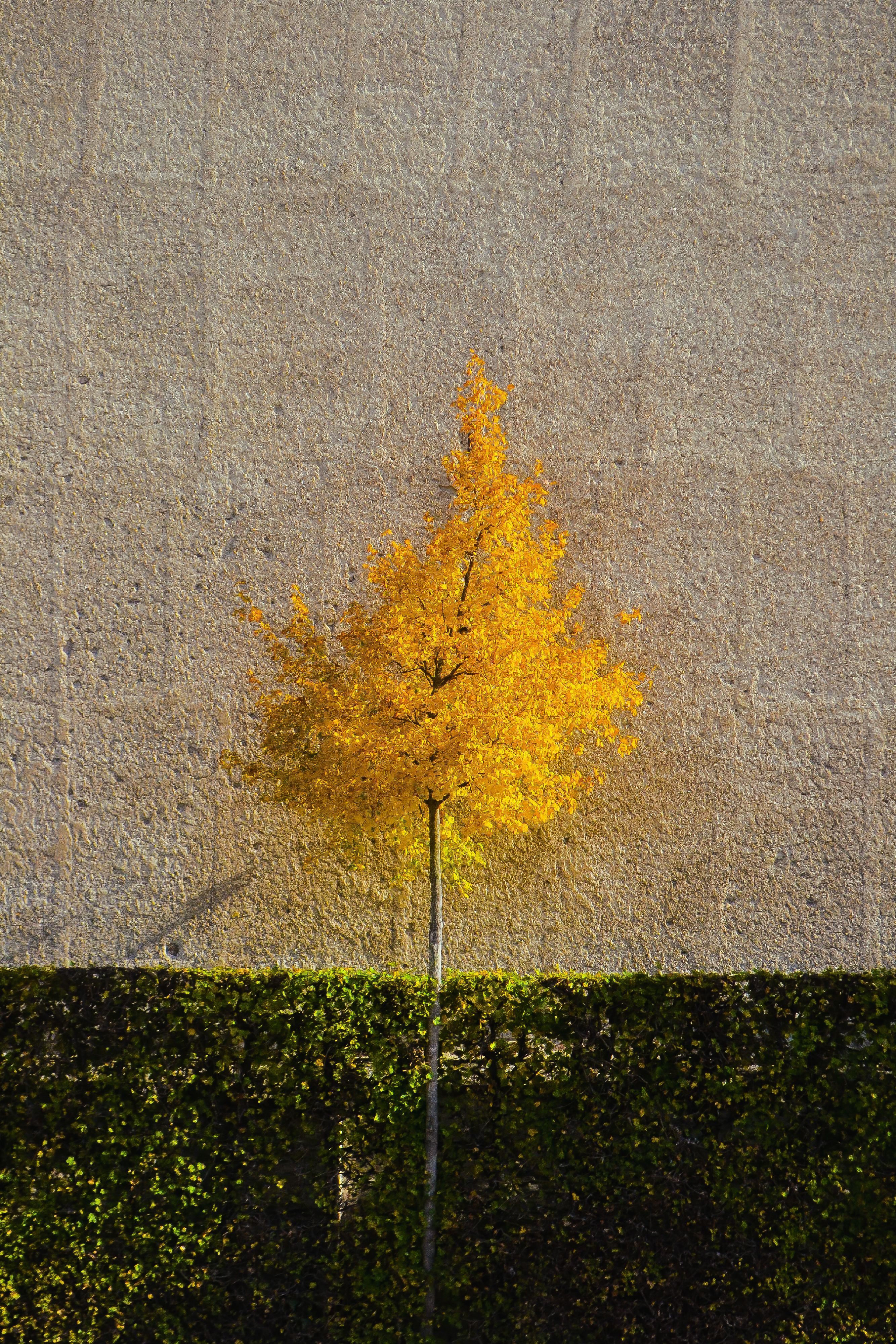 Vibrant Yellow Autumn Tree Against Stone Wall · Free Stock Photo