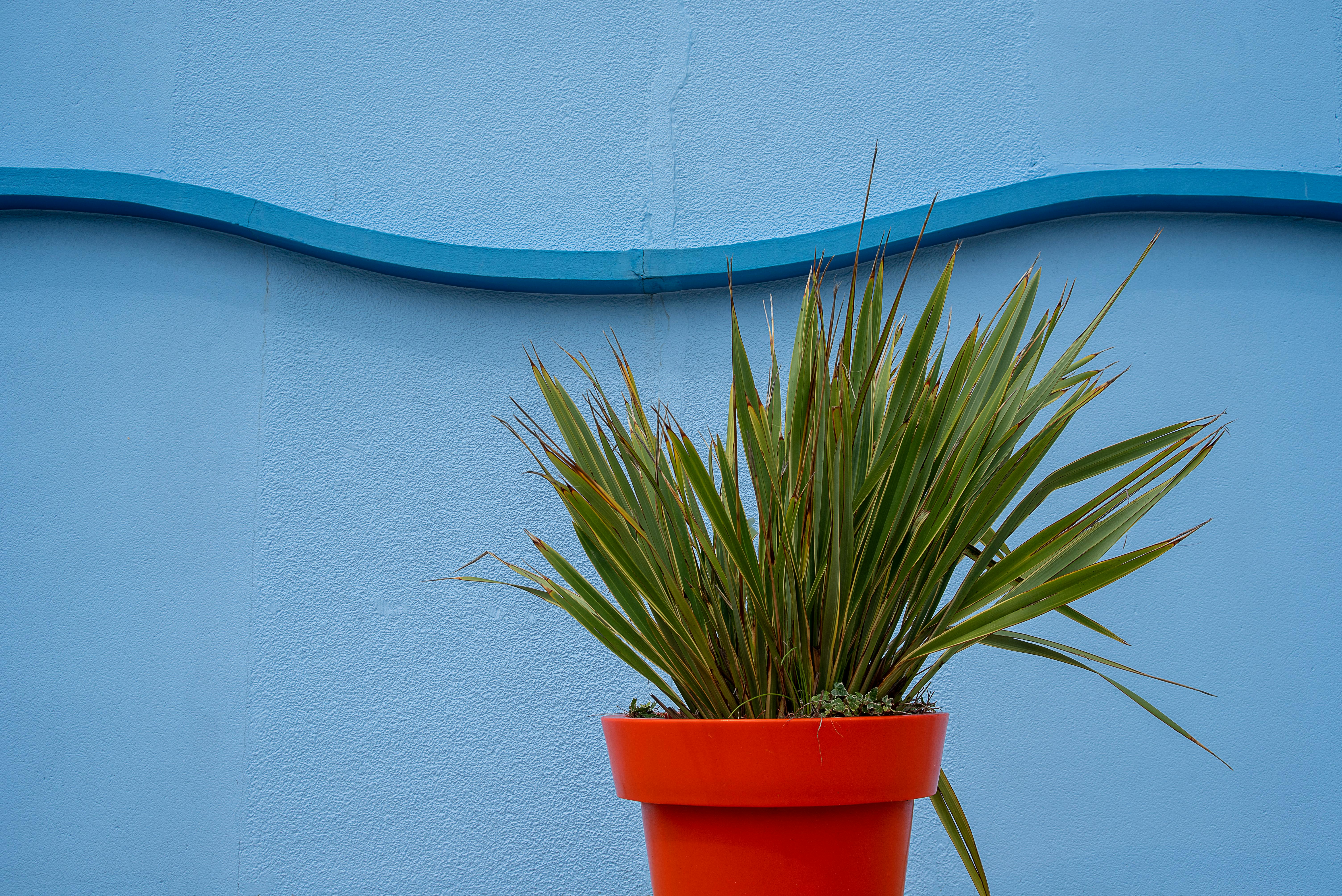 Urban Gardening: Transforming Small Spaces into Green Havens