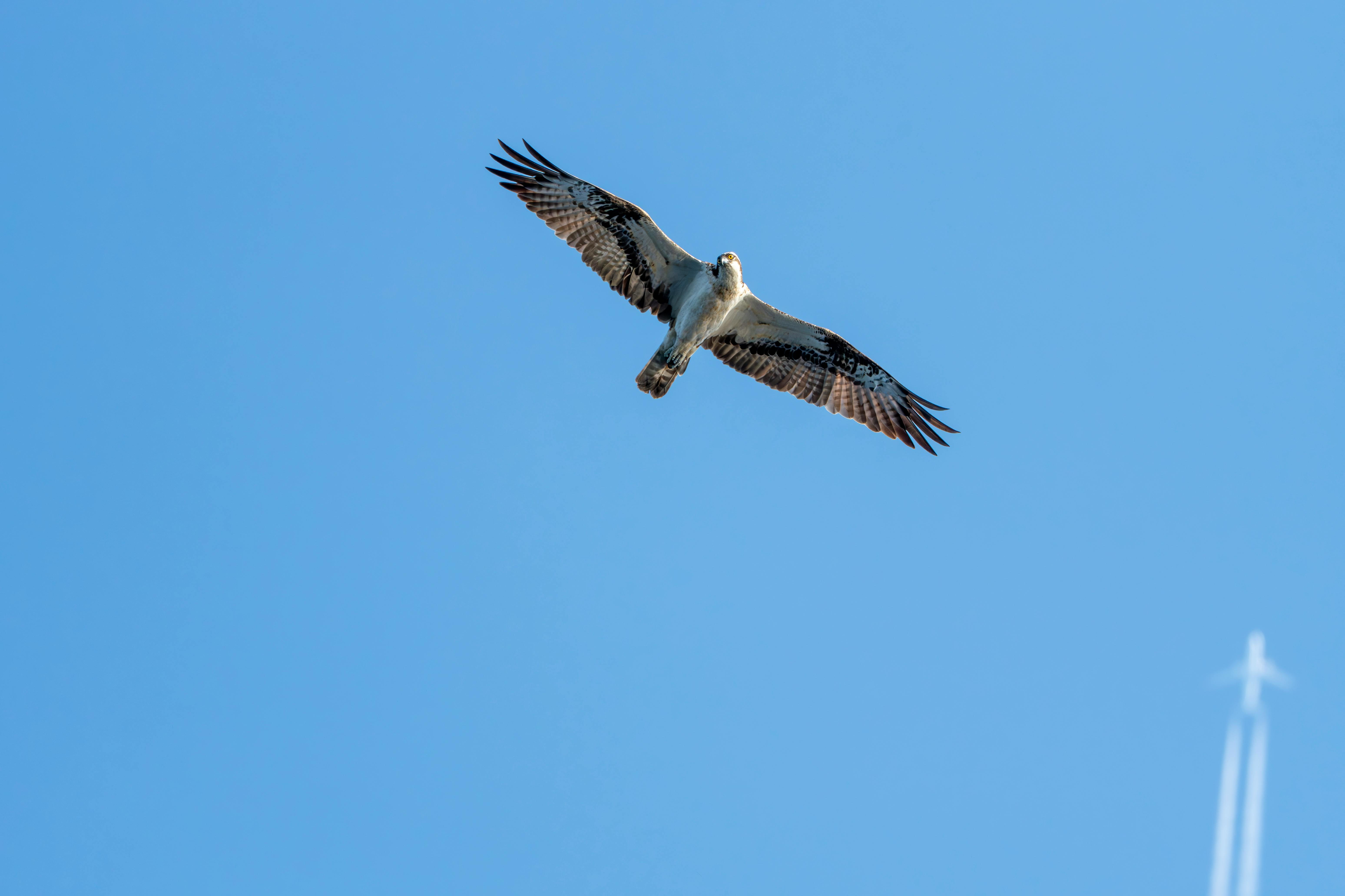 財經：台商東進帶動航空三雄積極拓展北美內陸航線