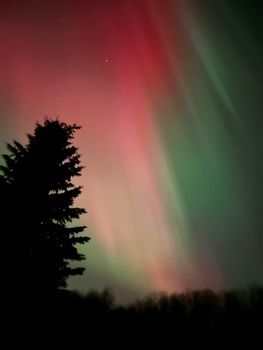 Vibrant red and green auroras illuminate the night sky with tree silhouette.