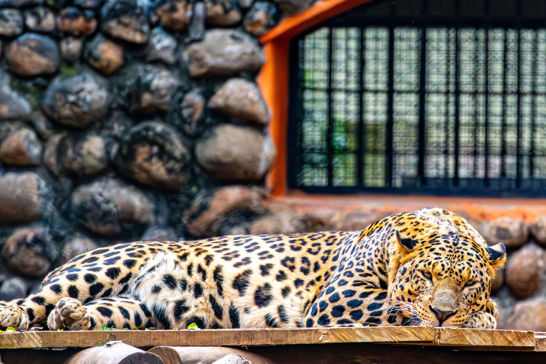 A majestic leopard sleeping on a wooden platform against a stone wall backdrop.