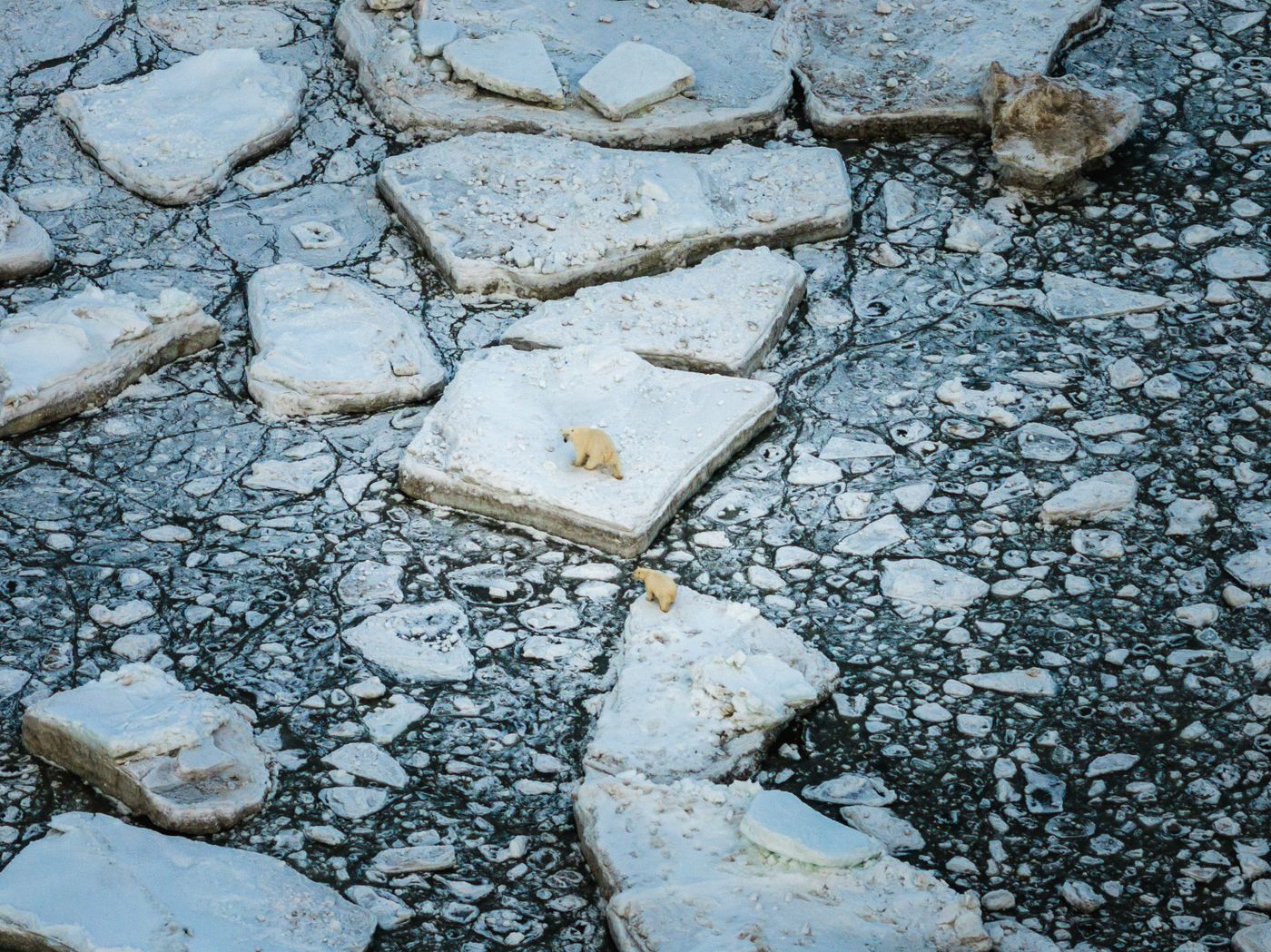 Polar bears moving across Arctic sea-ice floes, photographed from the air