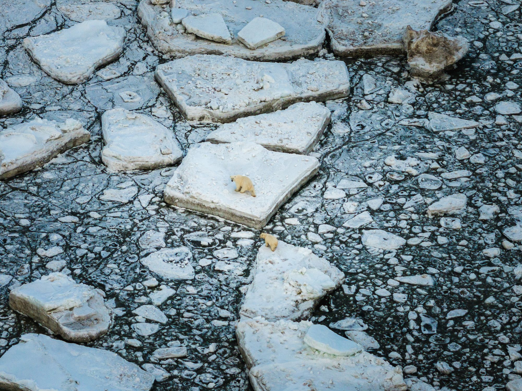 Polar Ice Rocks Aerial View of Polar Bears on Arctic Ice Floes · Free Stock Photo