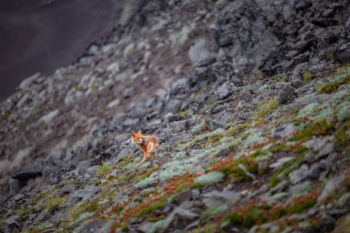 Red Fox on Rocky Terrain in Kamchatka · Free Stock Photo