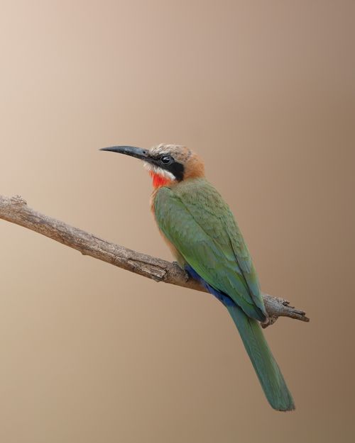 Free A beautiful White-fronted Bee-eater rests on a branch in South Africa's wilderness. Stock Photo