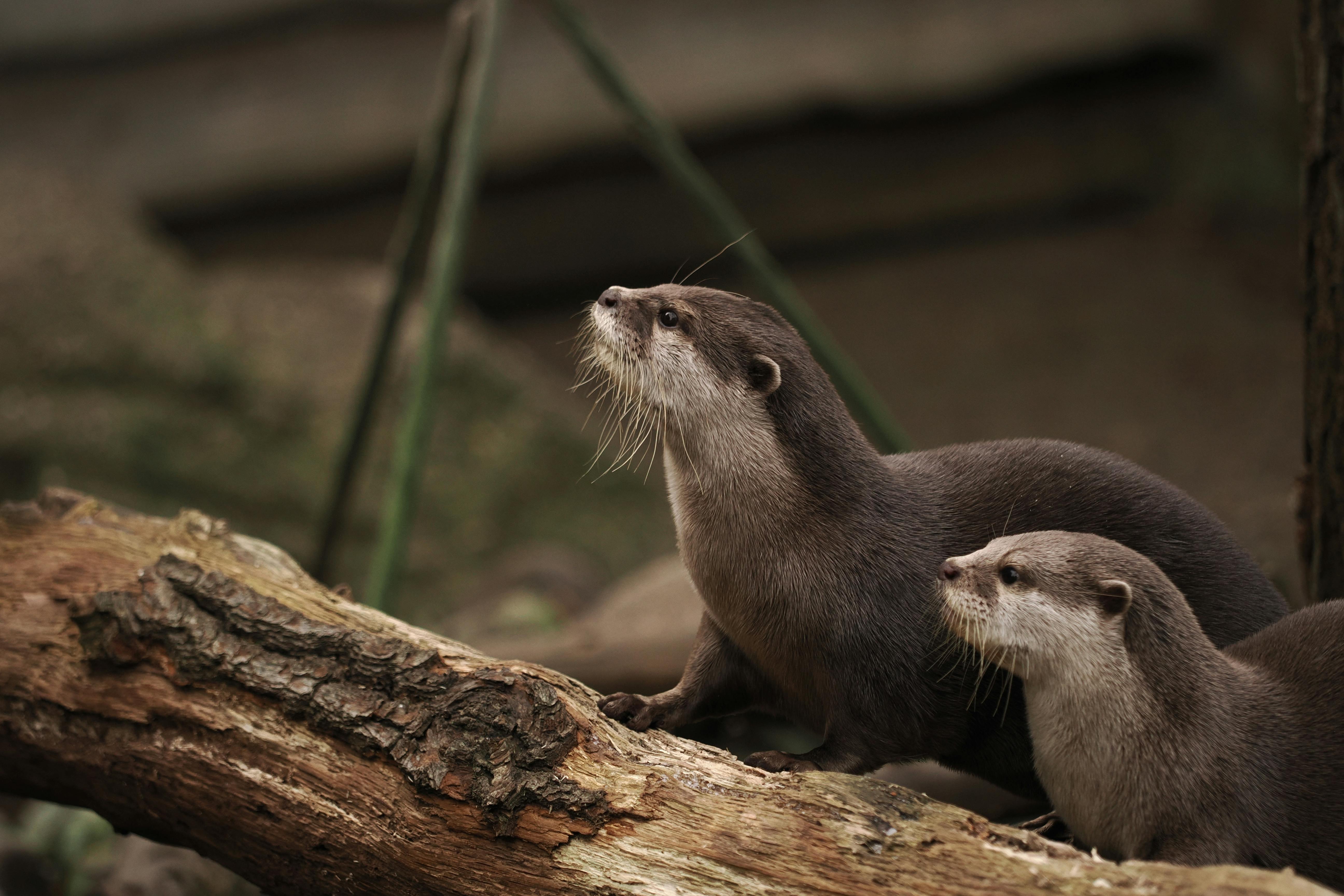 70 000+ Drapeau+allemagne+rda banque d’images et photos libres de droit ...