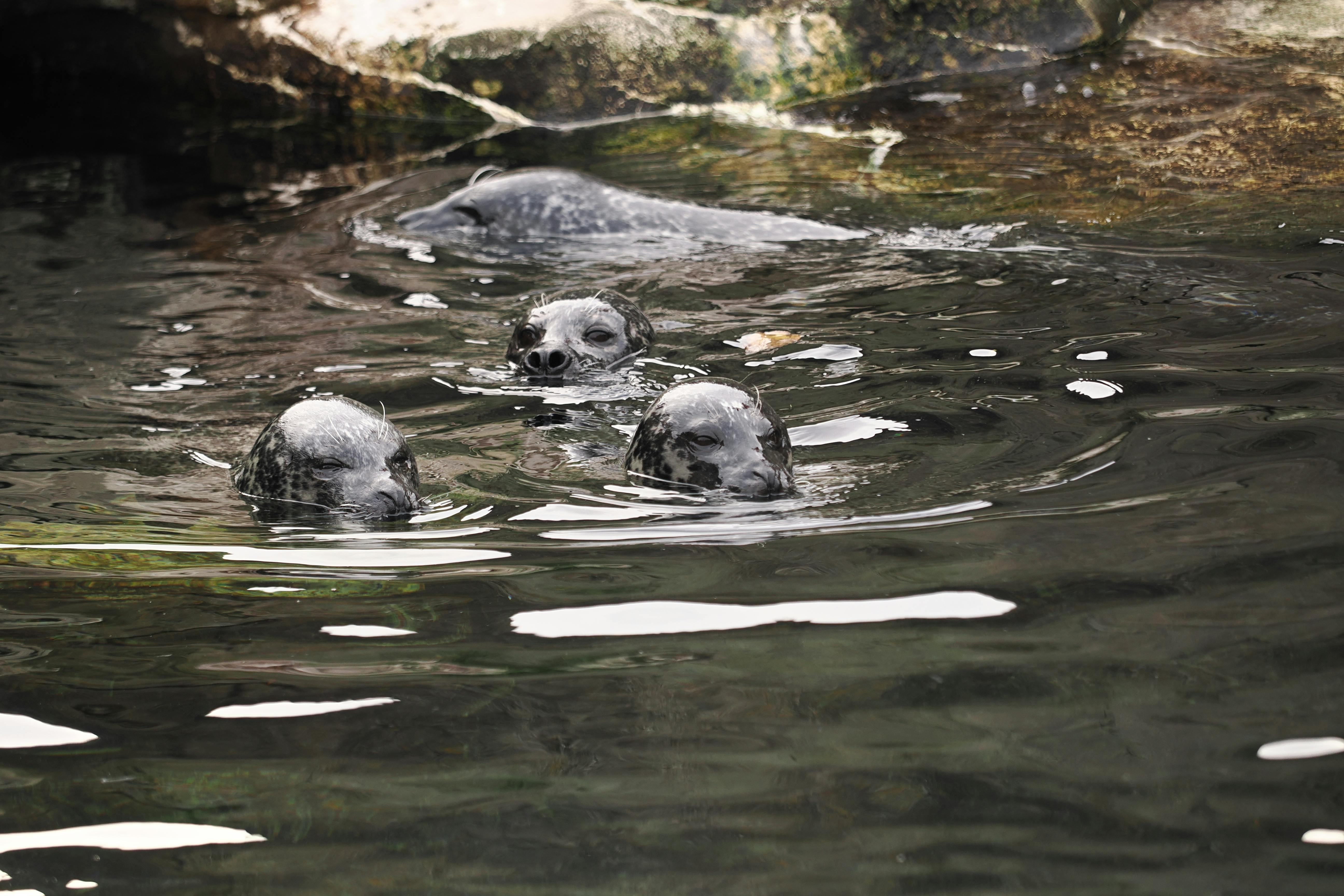 70 000+ Drapeau+allemagne+rda banque d’images et photos libres de droit ...