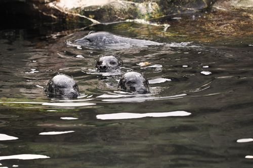 Free Group of seals swimming peacefully in a zoo enclosure in Bremerhaven, Germany. Stock Photo