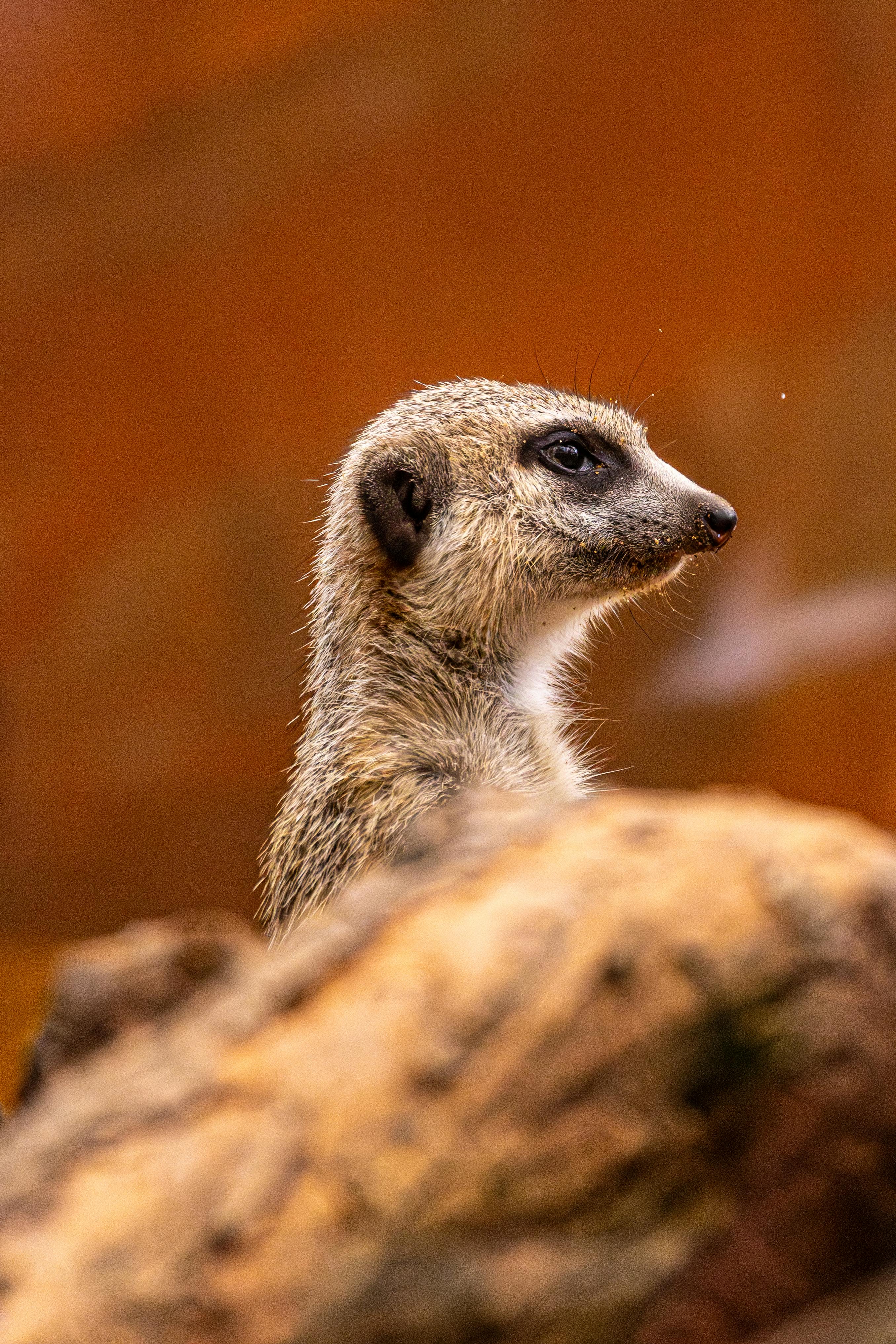 Detailed side view of a meerkat perched on a rock with a blurred natural background.