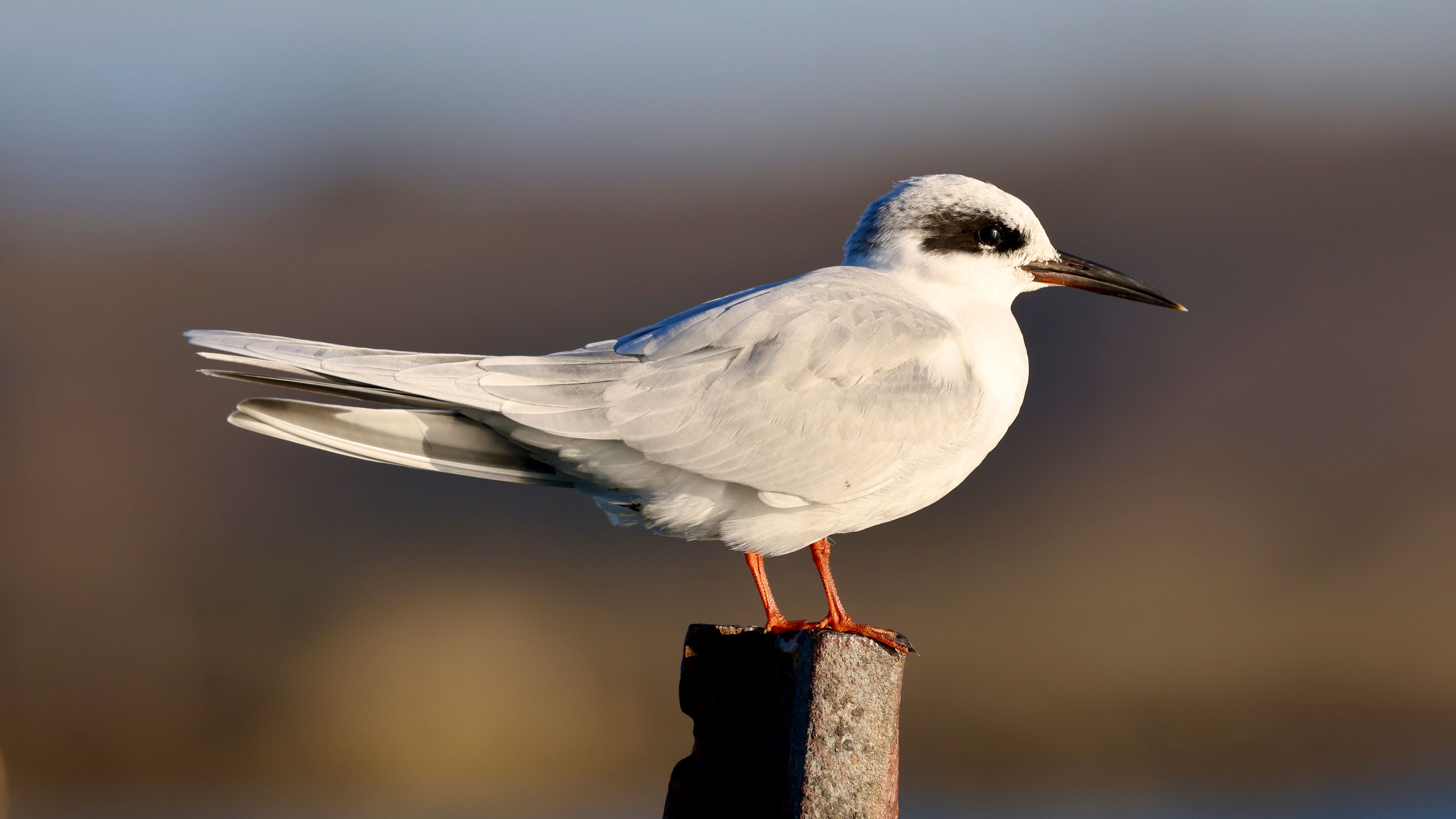 Close-up of a white tern bird perched on a wooden post against a blurred background in California.