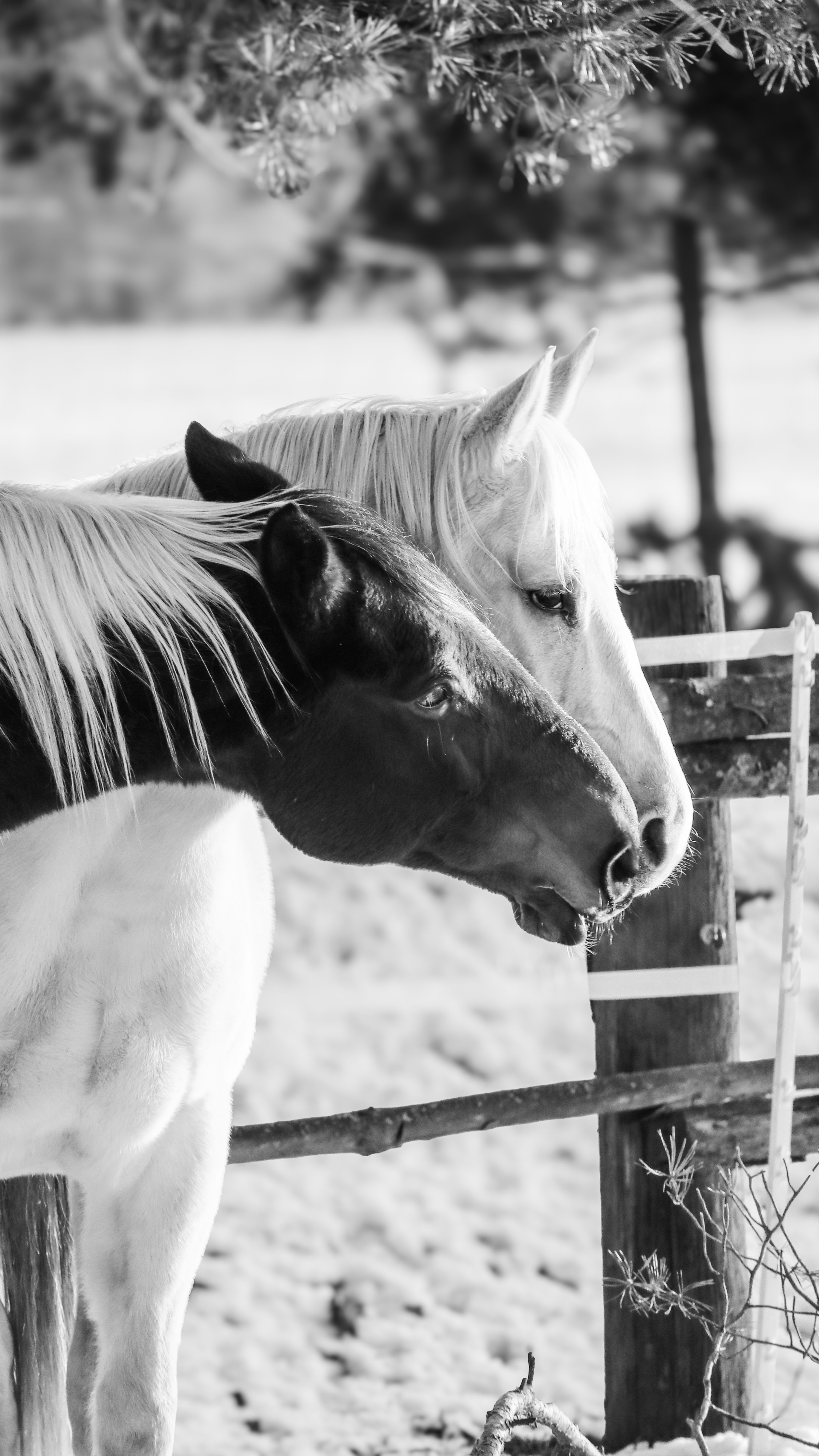 Two horses, black and white, stand together by a fence in a snowy winter landscape.