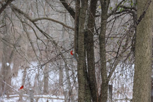 Free stock photo of animal, avian, bare branches