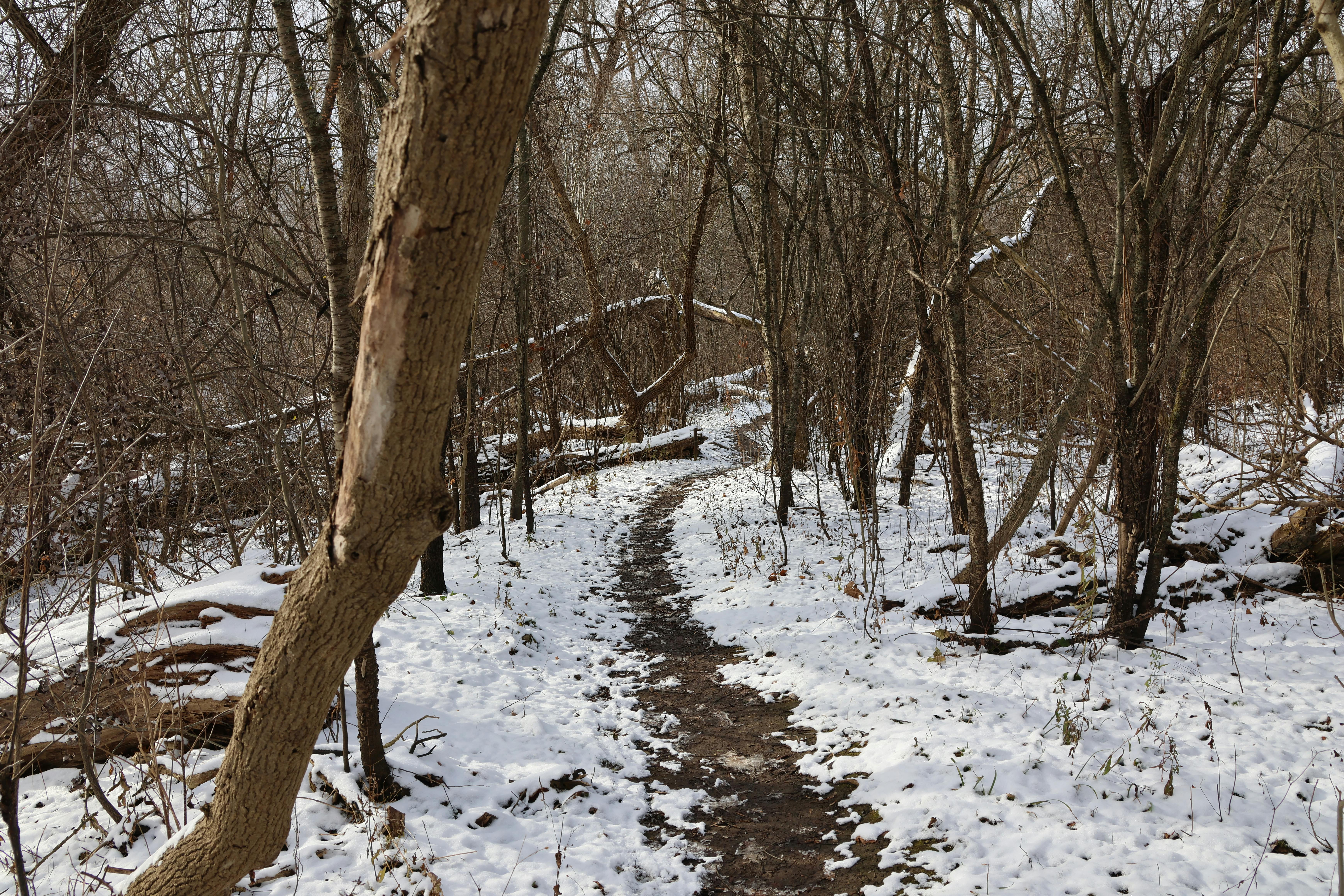 DuPage Forest Preserve executive director leaving for city manager job in Florida — Photo by Prins Prajapati on Pexels