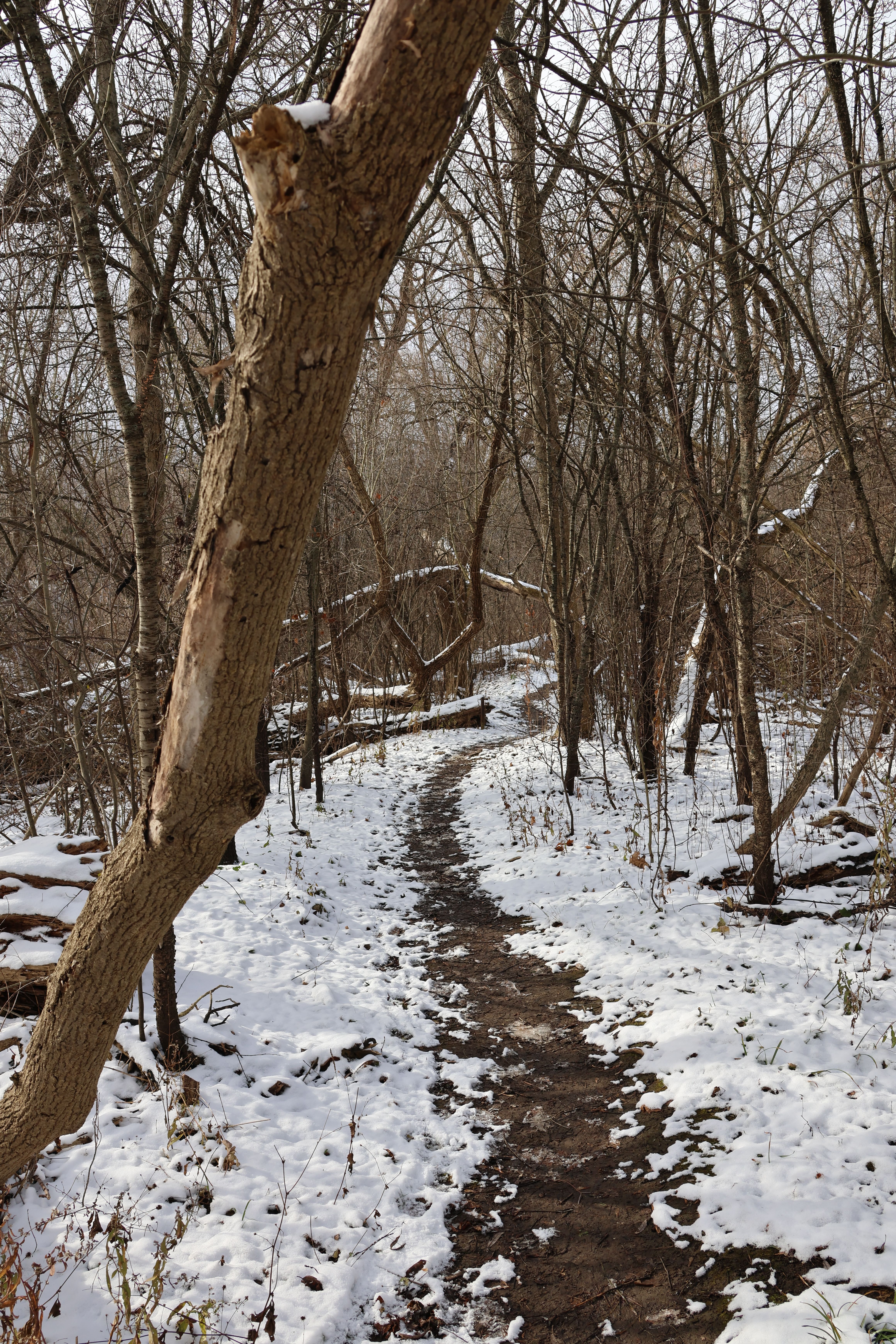 Serene Winter Woodland Path with Snow · Free Stock Photo