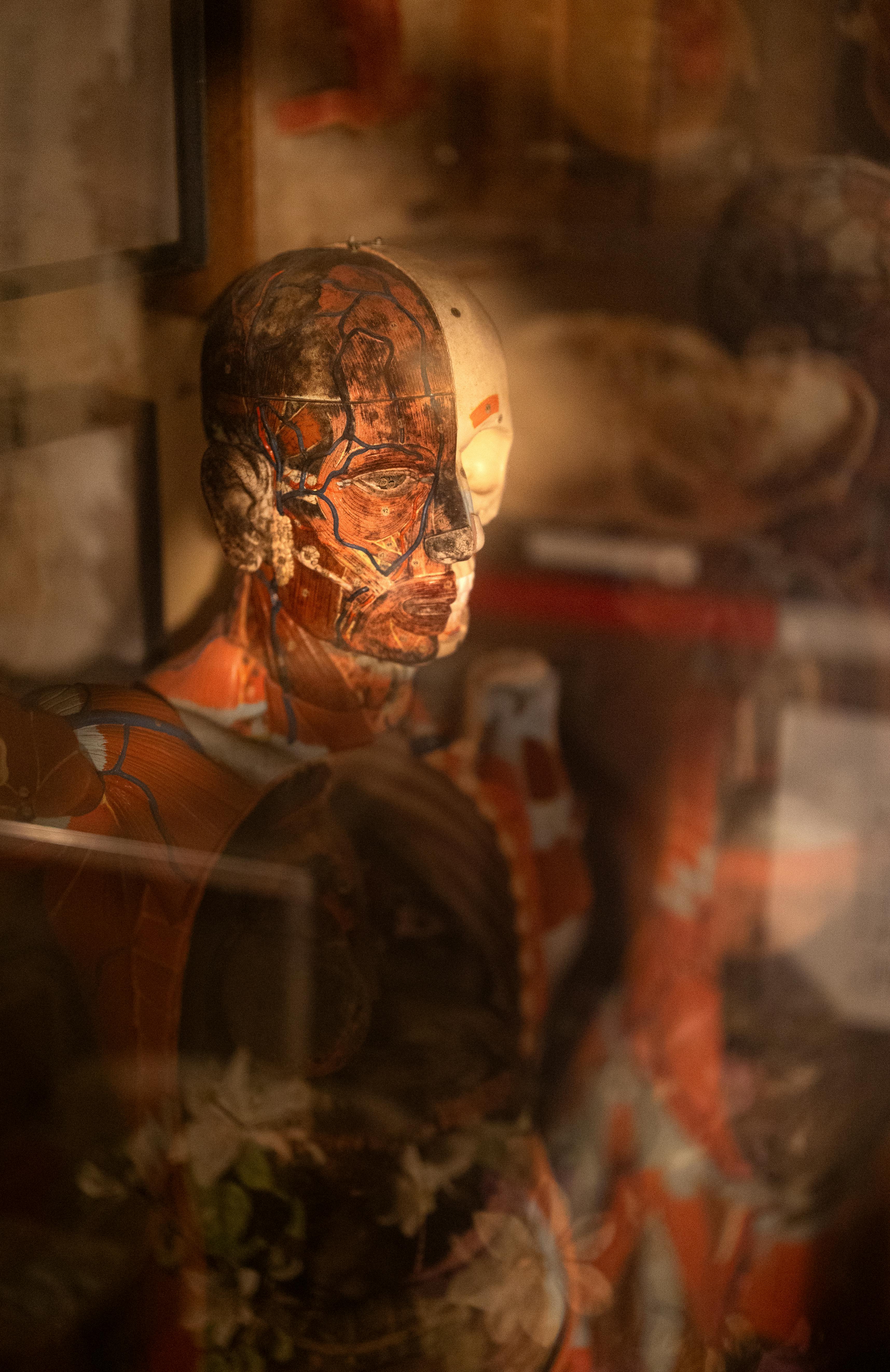 Flesh and Bones: The Art of Anatomy exhibition at ArtScience Museum Singapore 2026