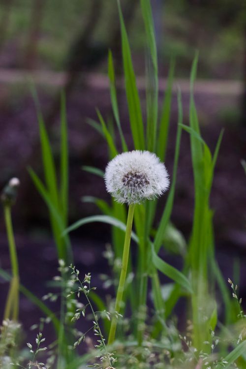 Free Macro shot of a dandelion with seeds ready to disperse in a lush garden. Stock Photo