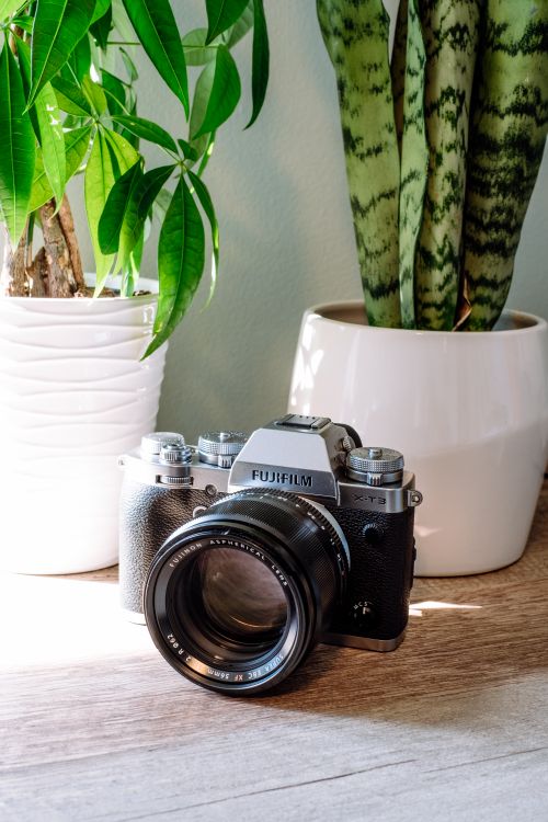 Free A classic camera surrounded by lush green indoor plants, capturing a vintage aesthetic. Stock Photo