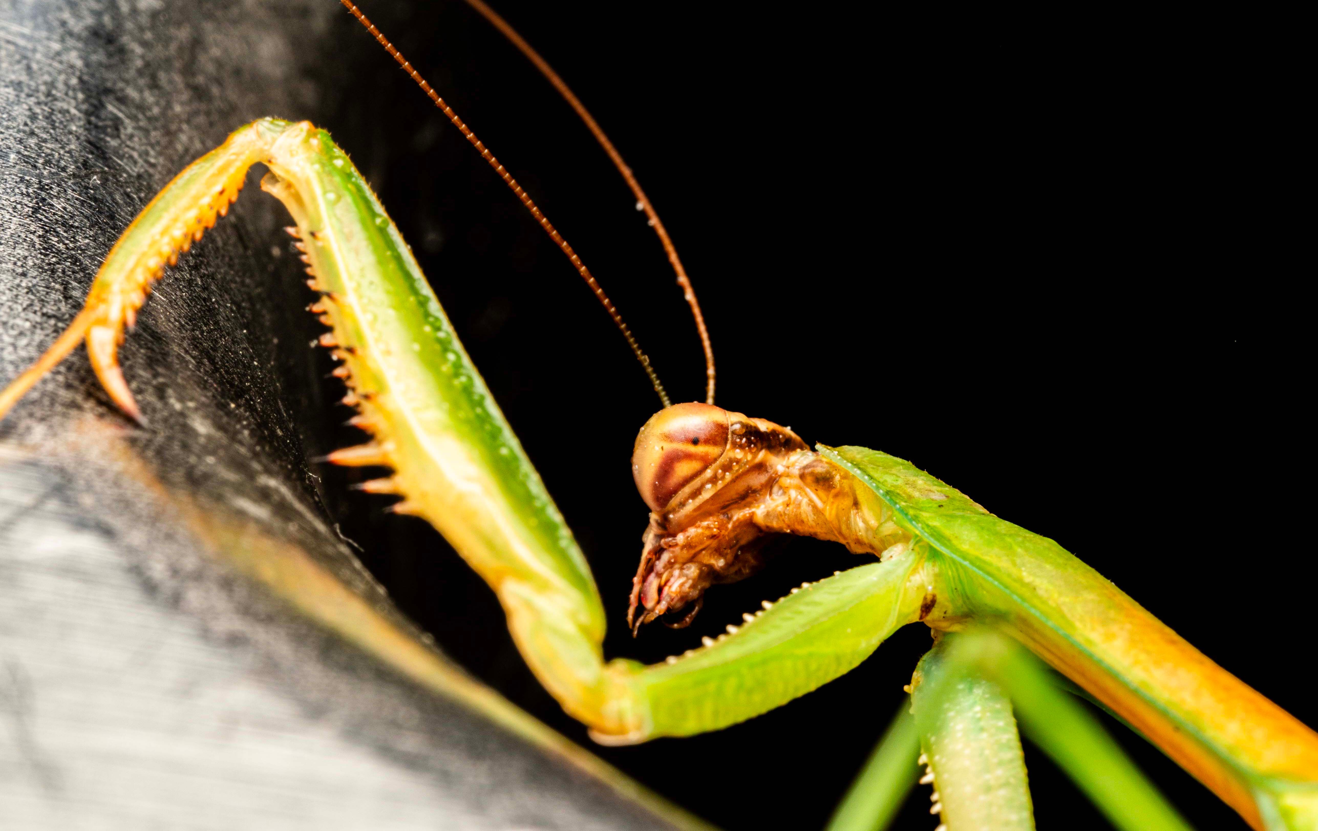 Close-up of a Praying Mantis on Dark Background · Free Stock Photo