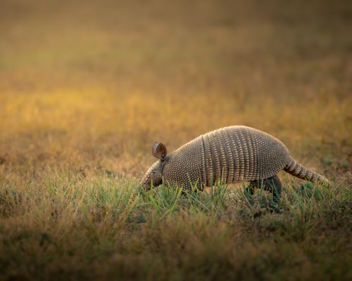 Free A single armadillo foraging in a sunlit grassland, showcasing its unique armor. Stock Photo