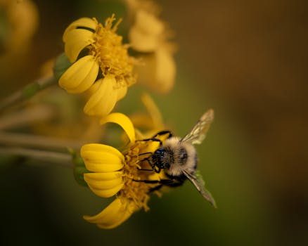 Macro shot of a bumblebee on vibrant yellow wildflowers, showcasing nature's pollination process.