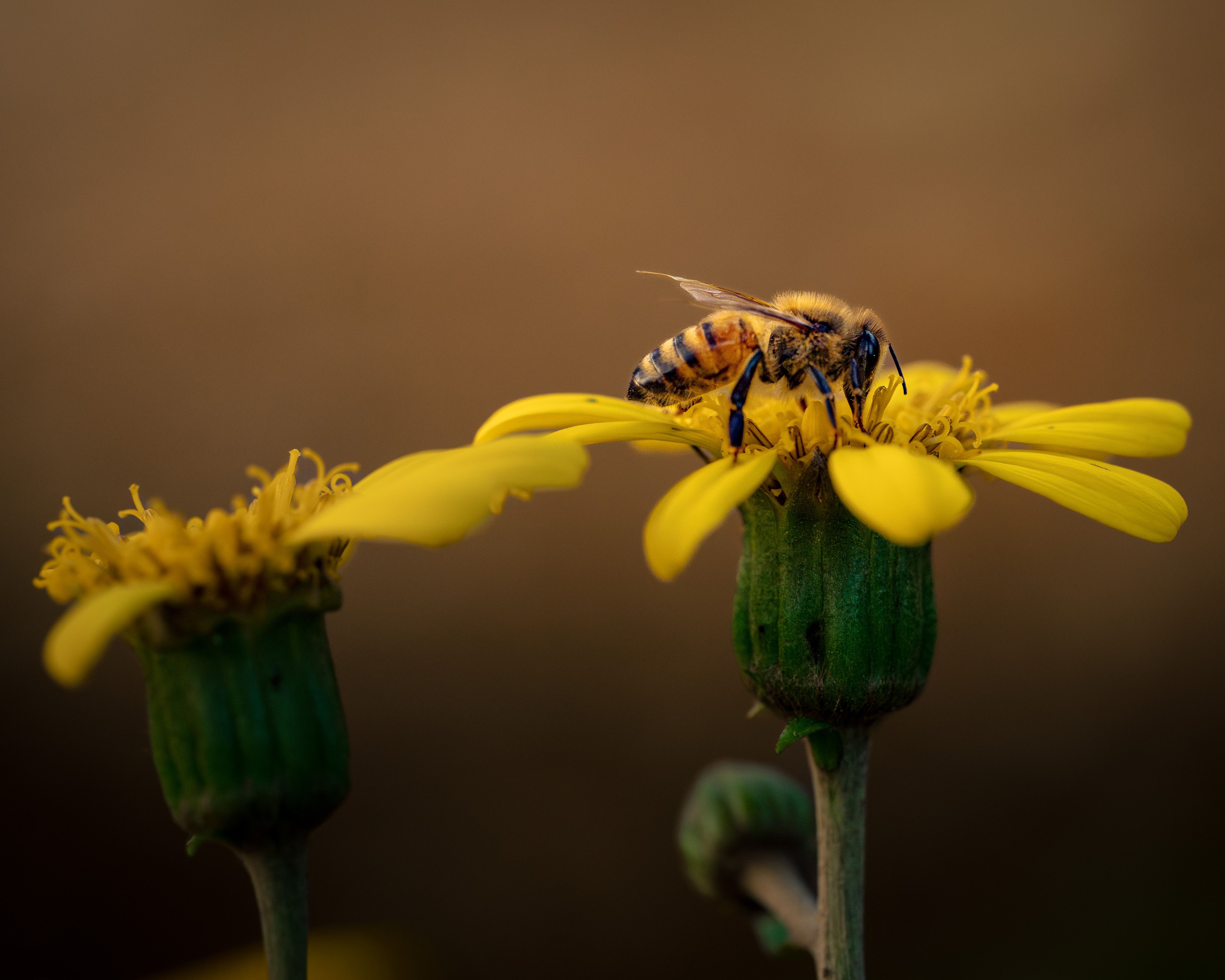 Bee Charged EV Announces Major Funding to Expand Commercial Mobile EV Fleet Charging Operations Nationwide — Photo by Dmytro 