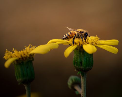 Free Detailed macro photo of a honeybee pollinating a vibrant yellow flower. Stock Photo