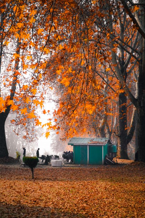 Free A vibrant autumn scene in Srinagar featuring a group of people near a small building under colorful fall foliage. Stock Photo