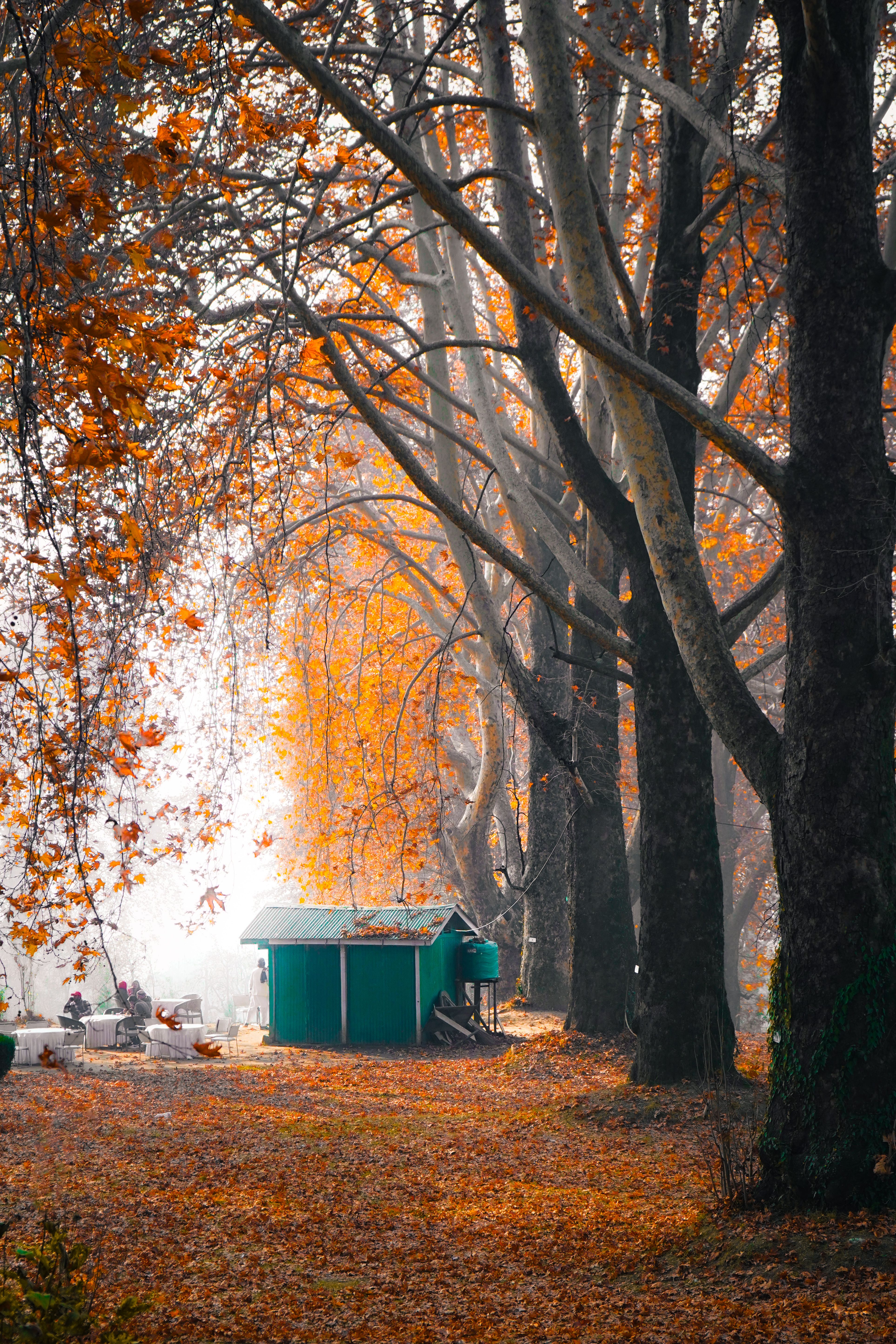 A serene autumn scene in Srinagar featuring vibrant chinar trees and a quaint green hut.