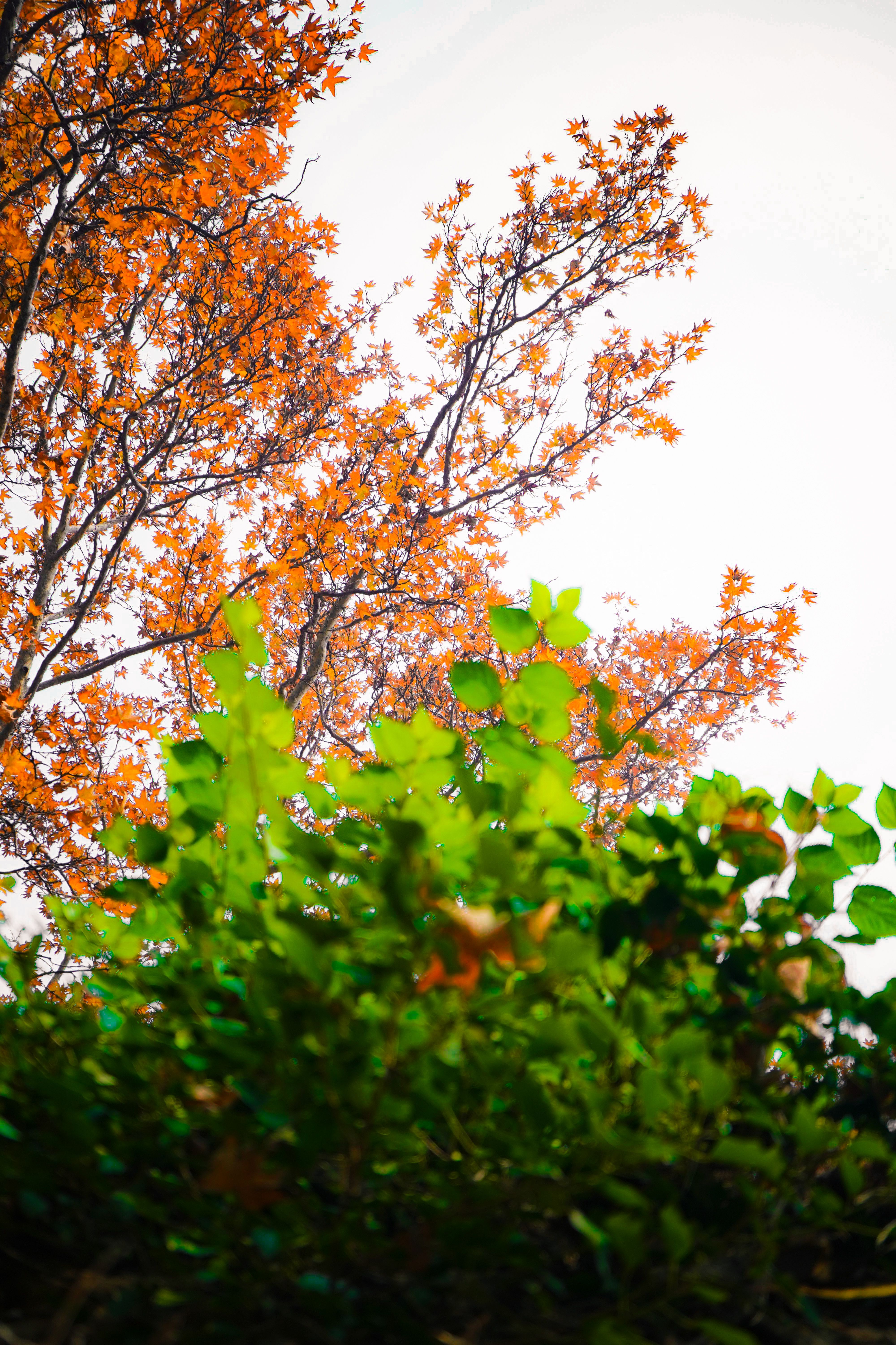Vibrant Foliage in Spring, Srinagar · Free Stock Photo