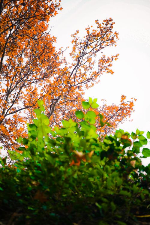 Free Capture of vibrant spring foliage with a mix of green and orange leaves, taken outdoors in Srinagar. Stock Photo