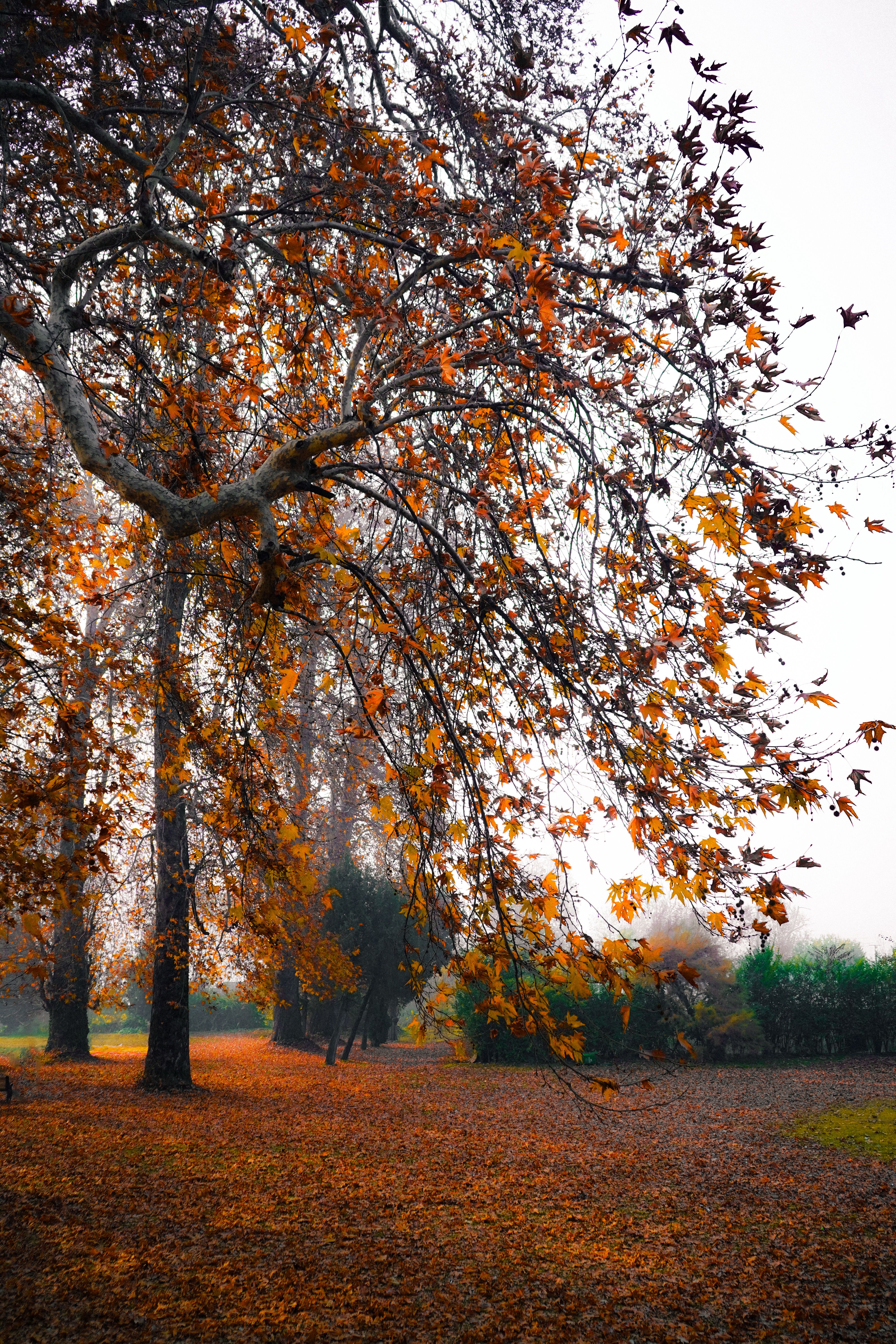 Serene Autumn Landscape with Vibrant Foliage · Free Stock Photo