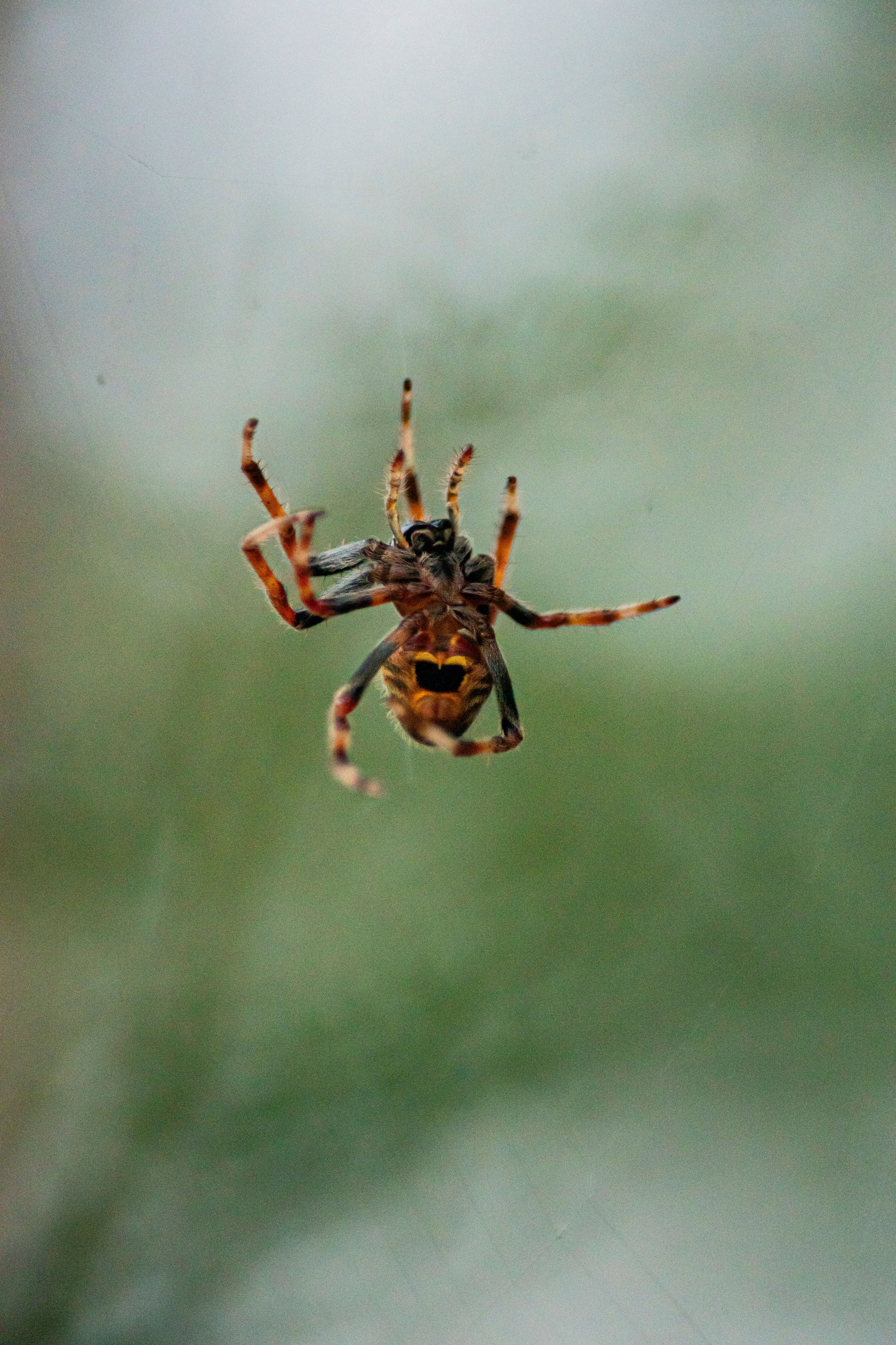 Macro photograph of a spider hanging on a web with a natural green backdrop
