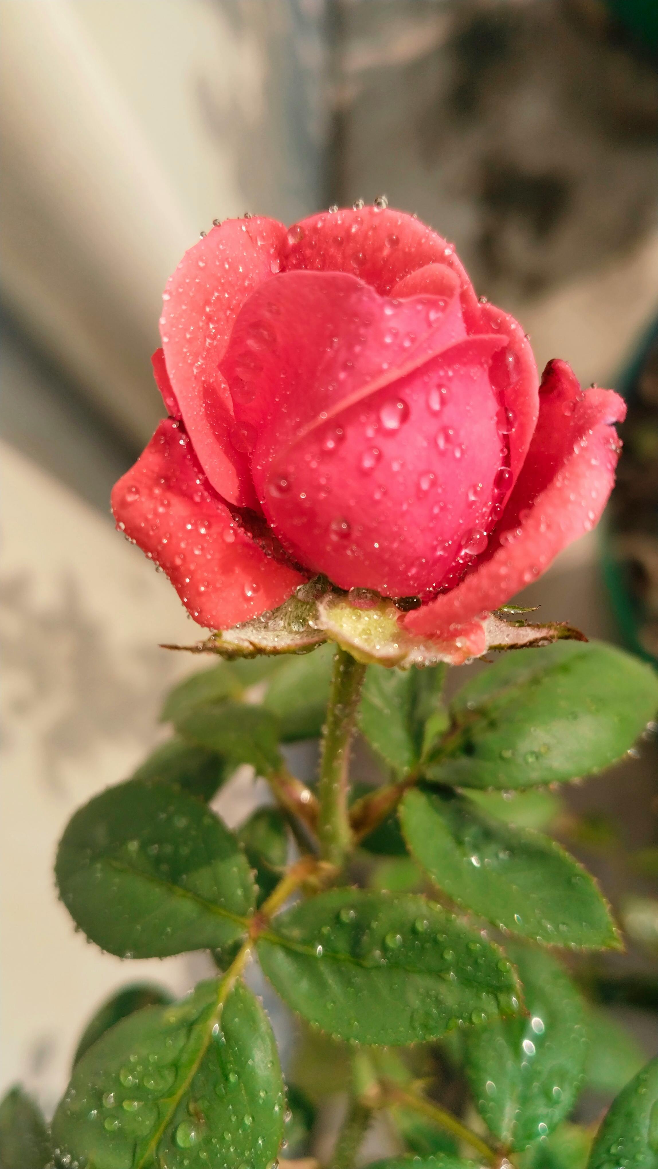 Close-up of a red rose with dew droplets on petals and leaves, captured in the morning light.