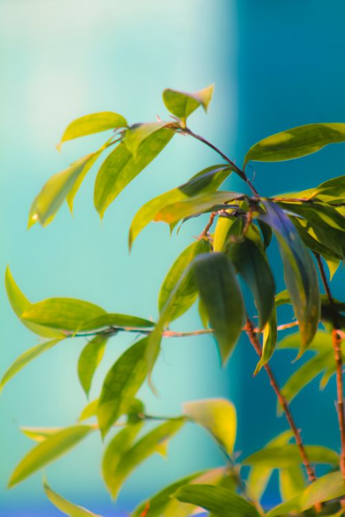 Free Close-up of vibrant green leaves with a contrasting blue background in South Sulawesi. Stock Photo